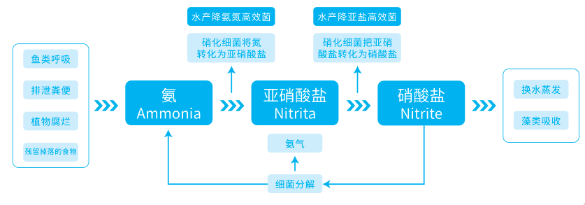 水產養(yǎng)殖脫氮原理